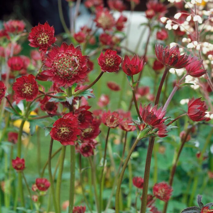 Astrantia Flower Seeds Red Seeds