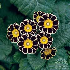 Black Primula Flower Seeds - Heirloom Non GMO High Germination Organic Garden Seeds for