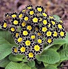 Black Primula Flower Seeds