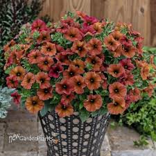 Brown Petunia Flower Seeds - Heirloom Non GMO High Germination Organic Garden Seeds for