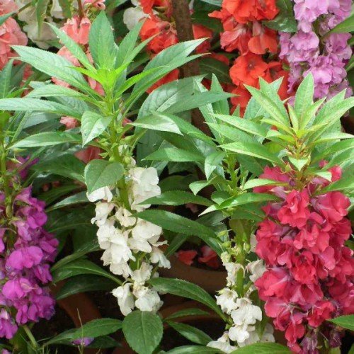 Red Balsam Flower Seeds - Heirloom Non GMO Premium Garden Seeds for Planting