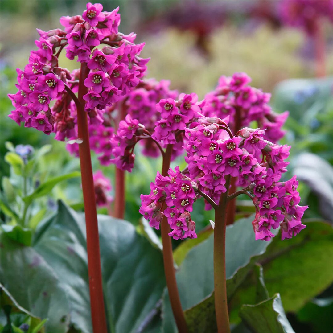 Pink Bergenia Cordifolia Flower Seeds - Heirloom Non GMO High Germination Garden Seeds for Planting