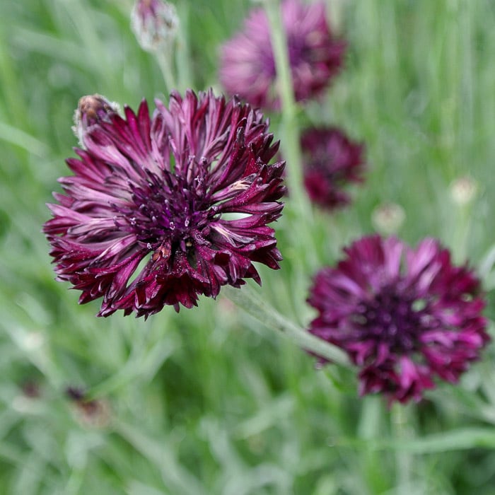 Purple Dark Centaurea Cyanus Flower Seeds