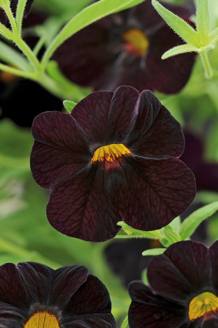 Black Calibrachoa Flower Seeds