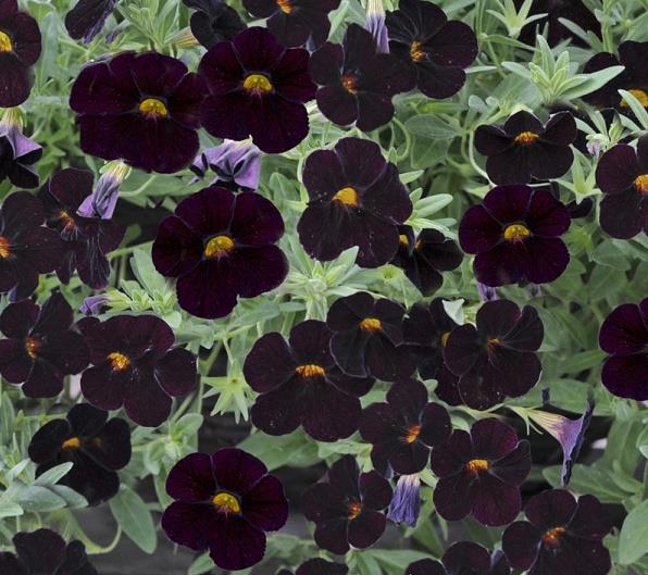 Black Calibrachoa Flower Seeds