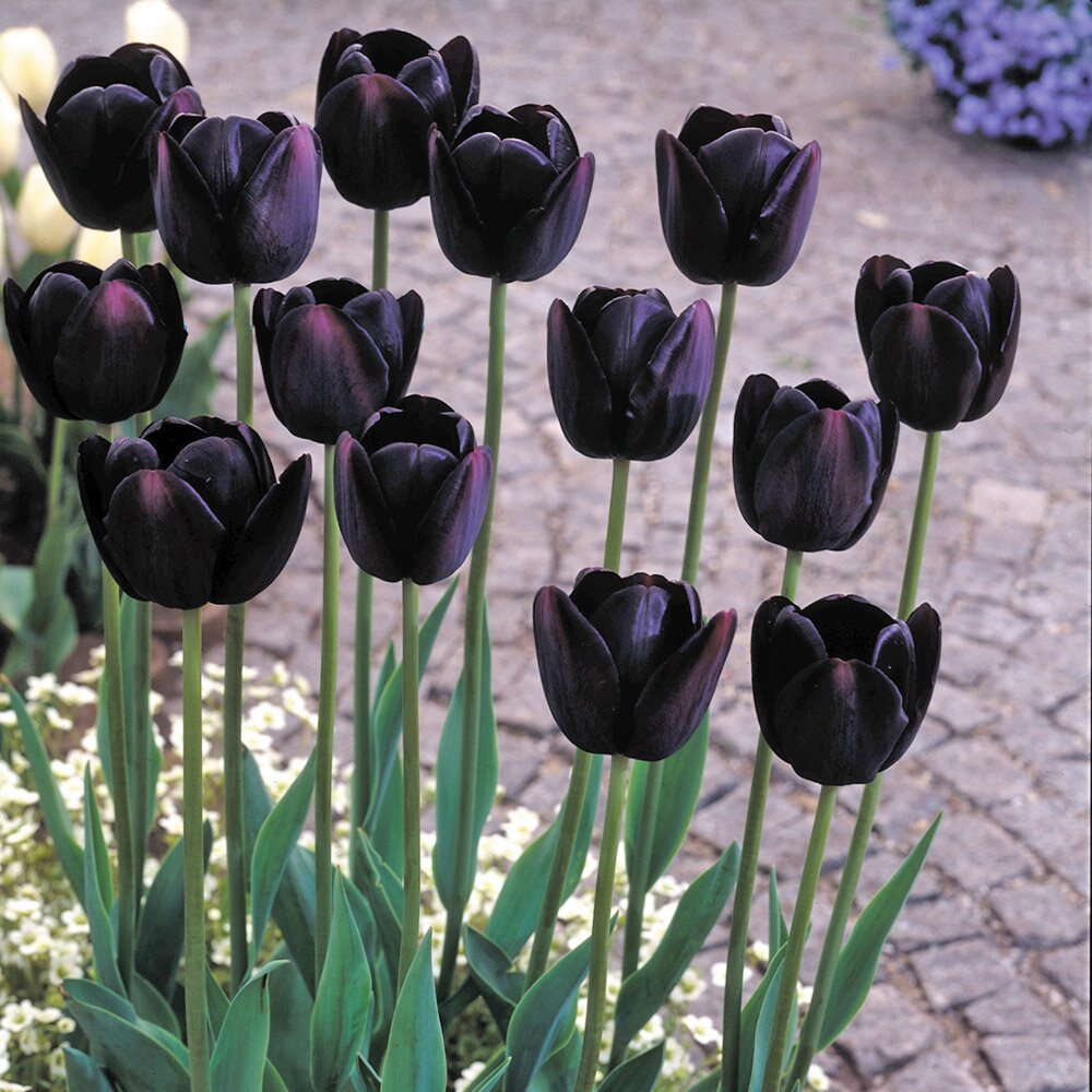 Black Tulip Flower Seeds