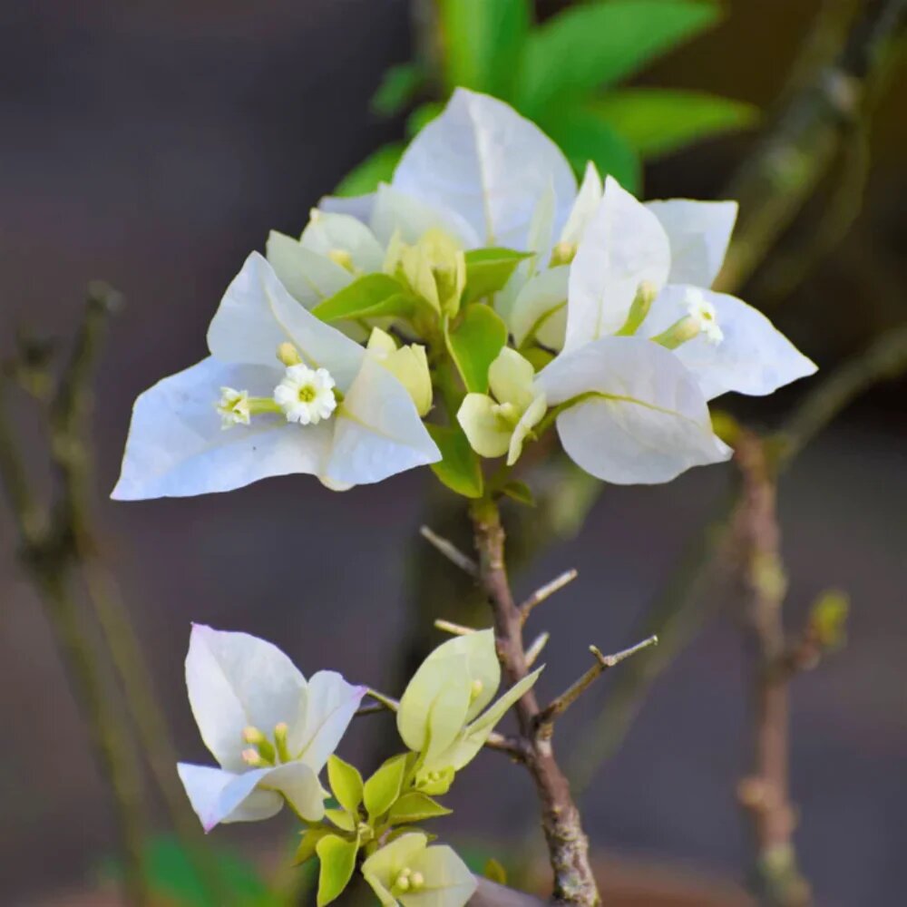 White Bougainvillea Flowers Seeds - Heirloom Non GMO Premium Garden Seeds for Planting