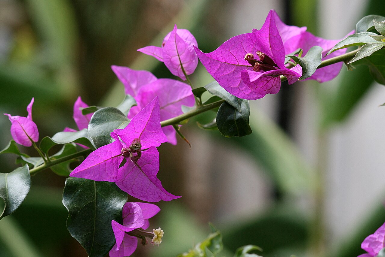 Pink Bougainvillea Spectabilis Flower Seeds - Heirloom Non GMO Garden Seeds for Planting, High Germination Quality