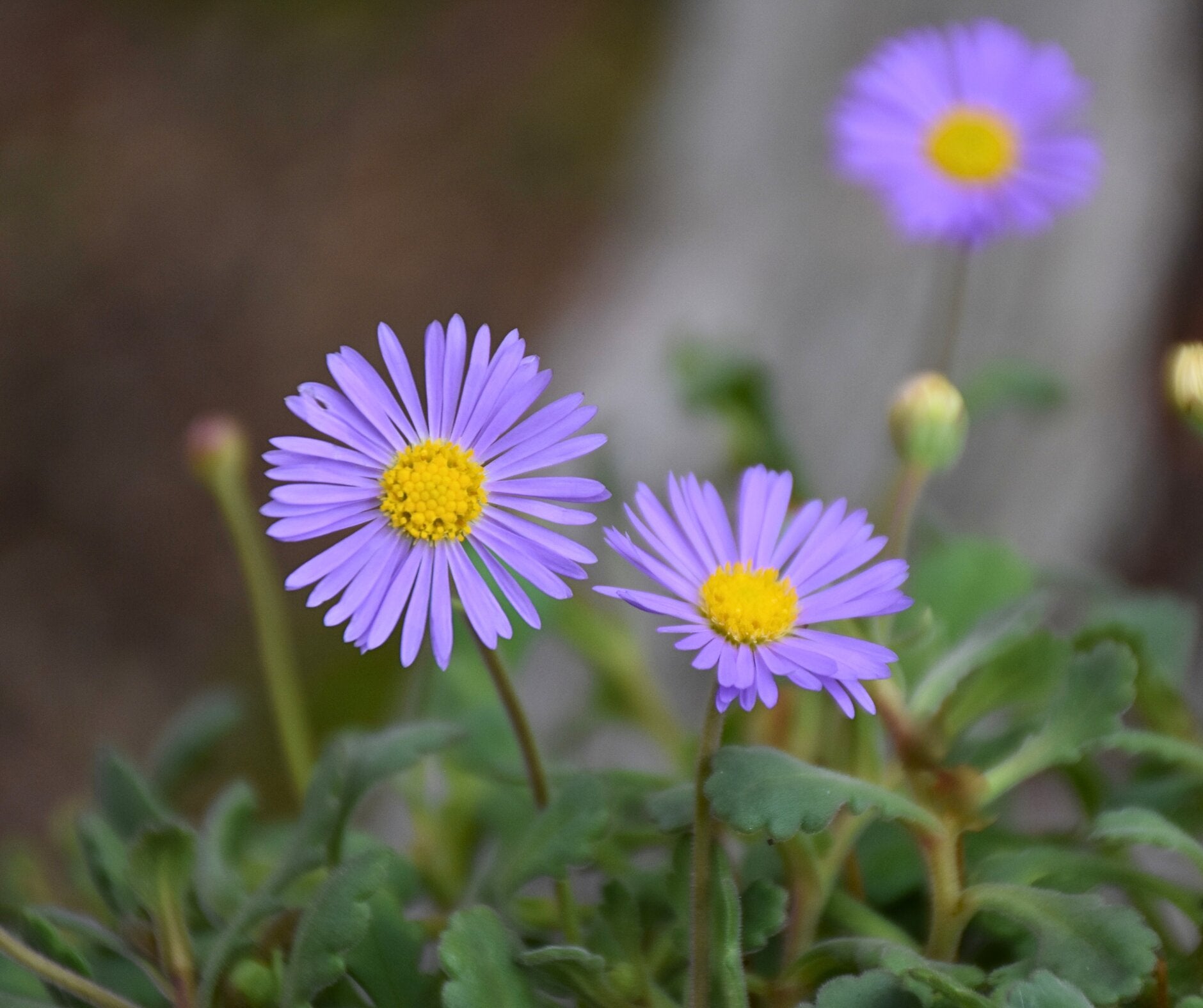 Violet Daisy Brachyscome Flower Seeds - Heirloom Non GMO High Germination Garden Planting Seeds