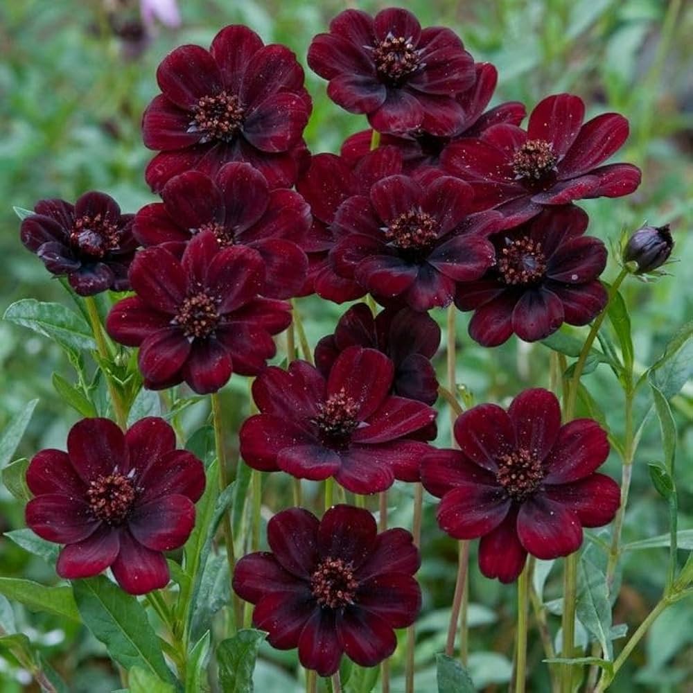 Brown Cosmos Flower Seeds