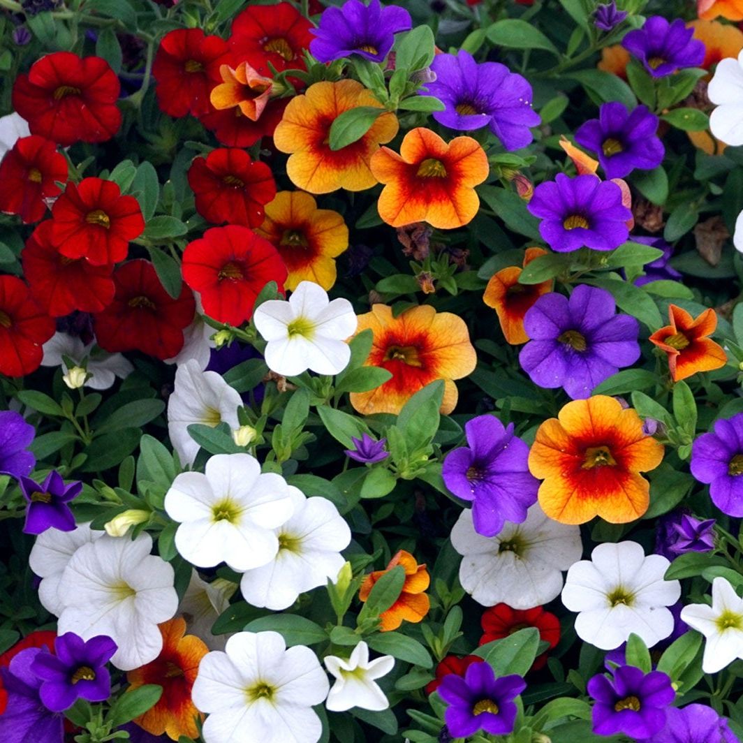 Calibrachoa Flower Seeds