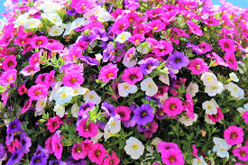 Calibrachoa Flower Seeds Mixed