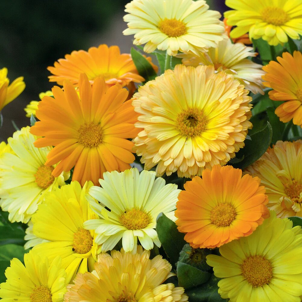 Red Calibrachoa Flower Seeds - Heirloom Non GMO High Germination Garden Seeds