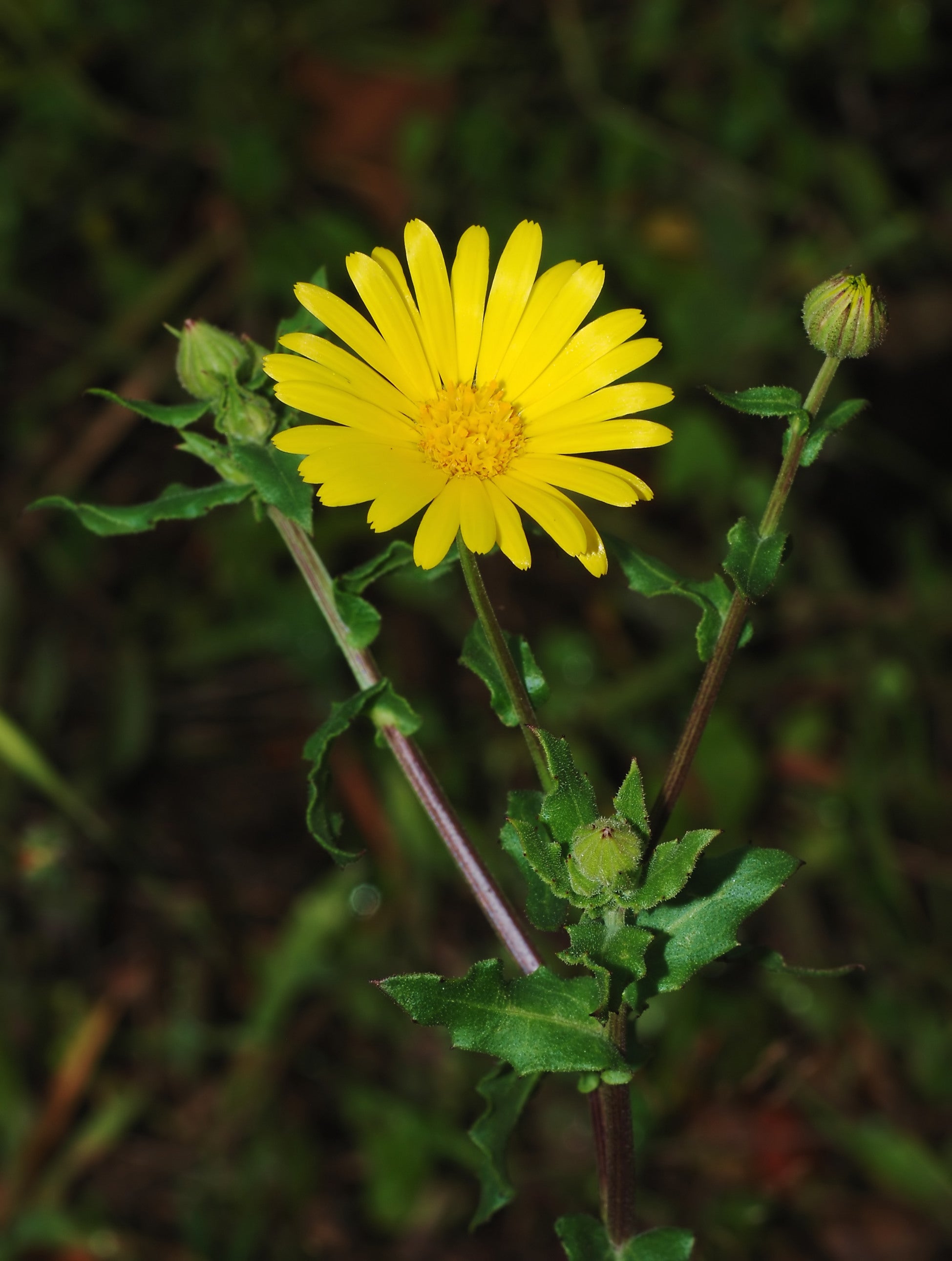 Yellow Calendula Flower Seeds