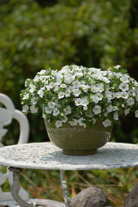White Calibrachoa Flower Seed