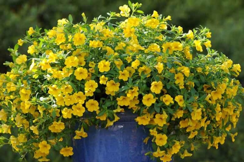 Yellow Calla Lily Flower Seeds