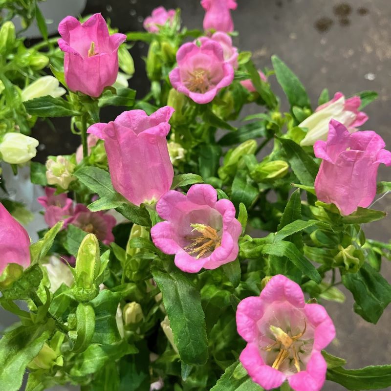Pink Campanula Flower Seeds - Heirloom Non GMO High Germination Garden Planting Seeds