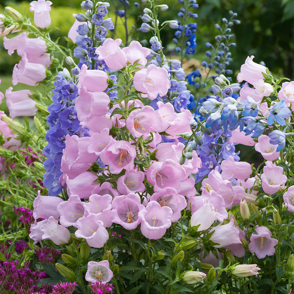 Pink Campanula Flower Seeds