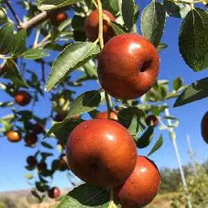 chico jujube fruit for planting sweet and nutritious your backyard non gmo Fruit seeds