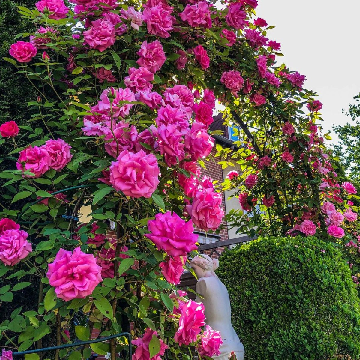 Pink Dark Climbing Rose Flower Seeds