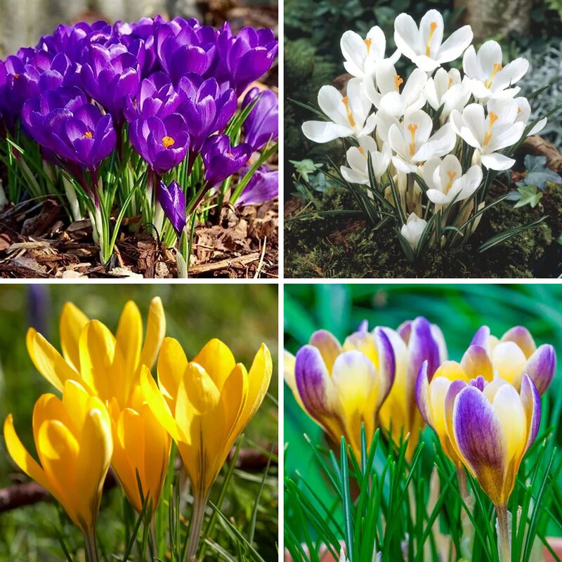 Mixed Saffron Flower Seeds