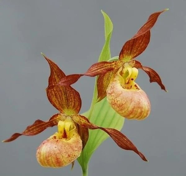Orange Cypripedium Flower Seeds