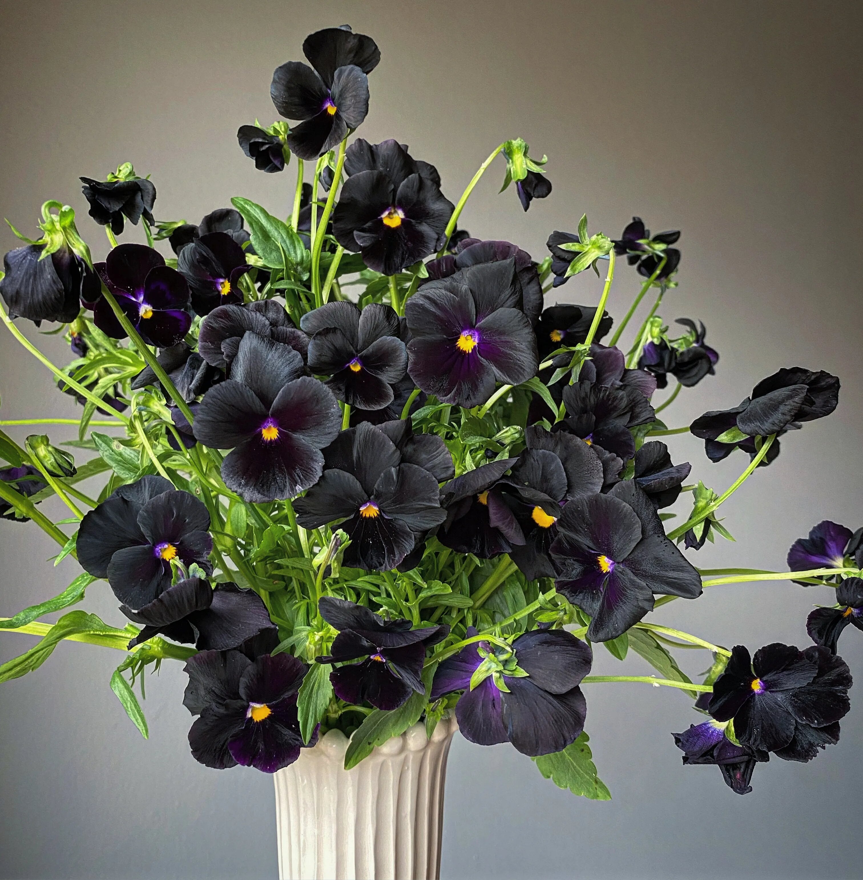 Black Pansy Flower Seeds