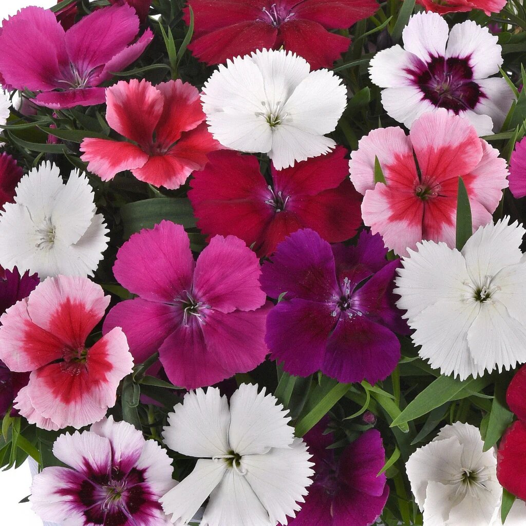 Mixed Dianthus Flower Seeds - Heirloom Non GMO High Germination Premium Garden Seeds for Planting