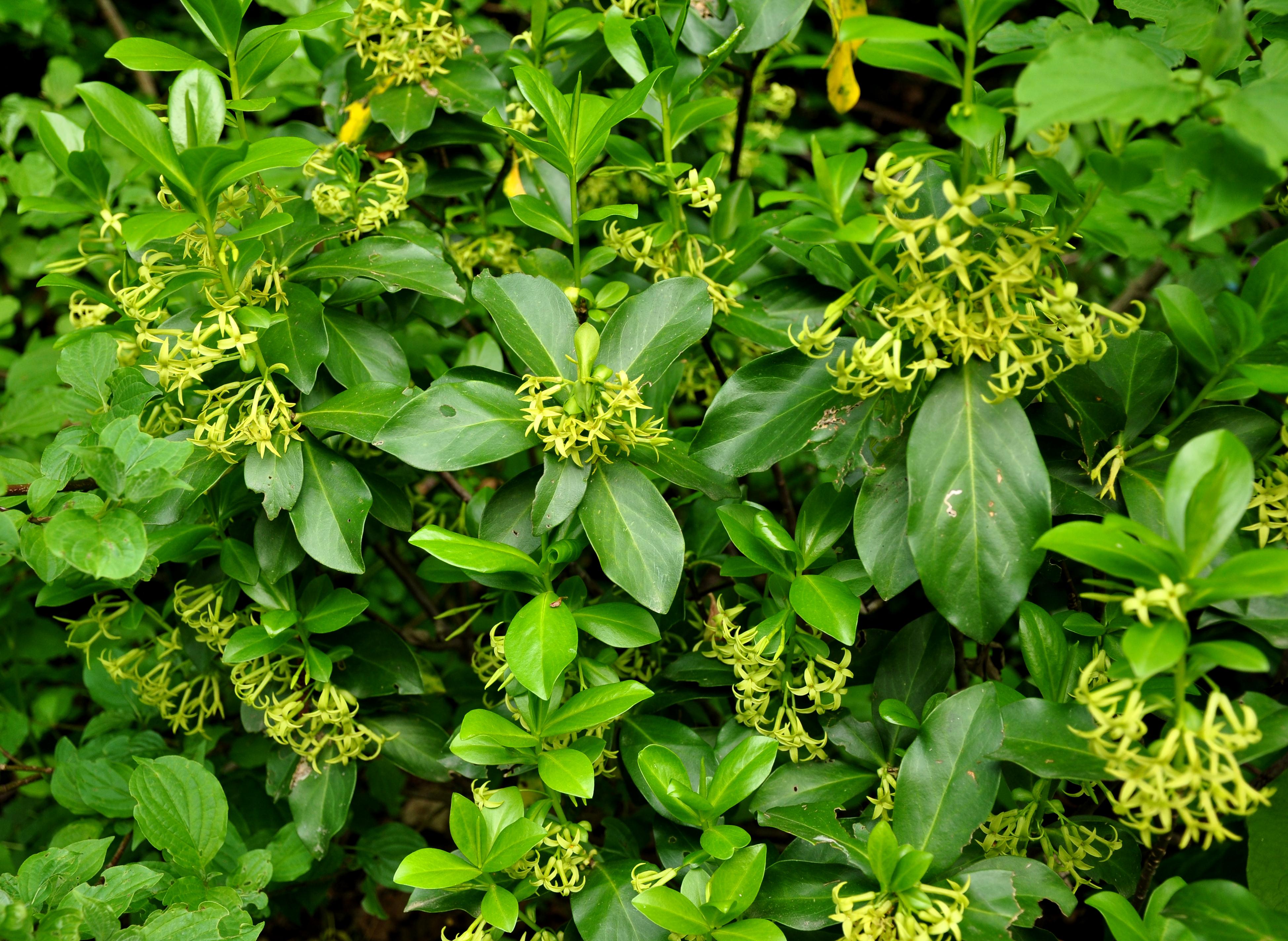 Daphne Pontica Flower Seeds – Exotic Flowering Plants for Vibrant Backyard Beauty - Heirloom Non GMO High Germination