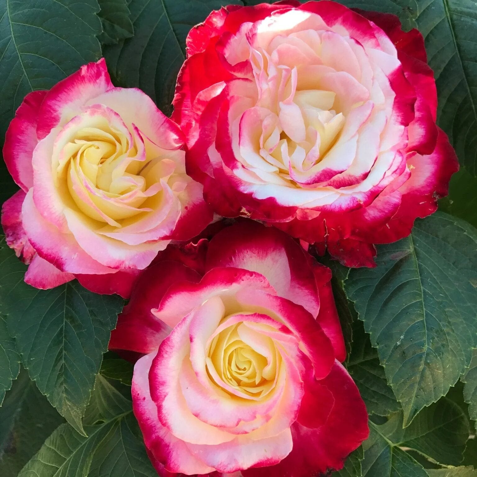 Double Rose Flower Seeds