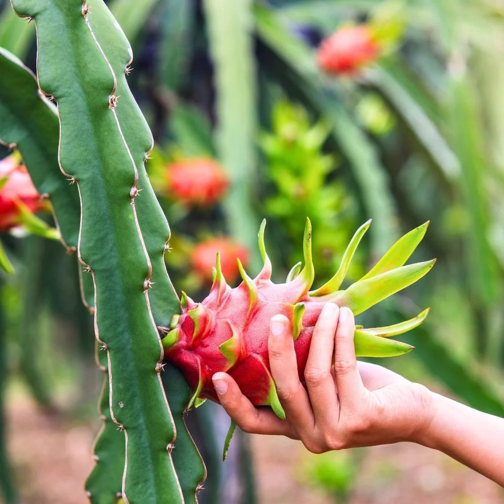 Red Dragon Fruit Growing Vibrant And Delicious Fruits At Home Gmo Free Fruit Seeds