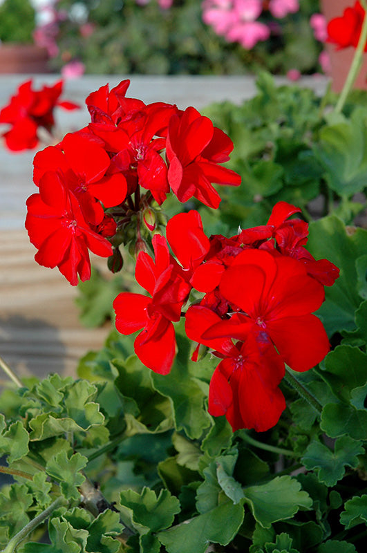 Red Deep Scarlet Flower Seeds
