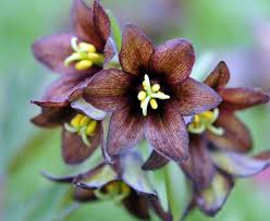 Brown Fritillaria Camschatcensis Flower Seeds Heirloom Non-GMO Organic Garden Seeds for Planting - Heirloom Non GMO