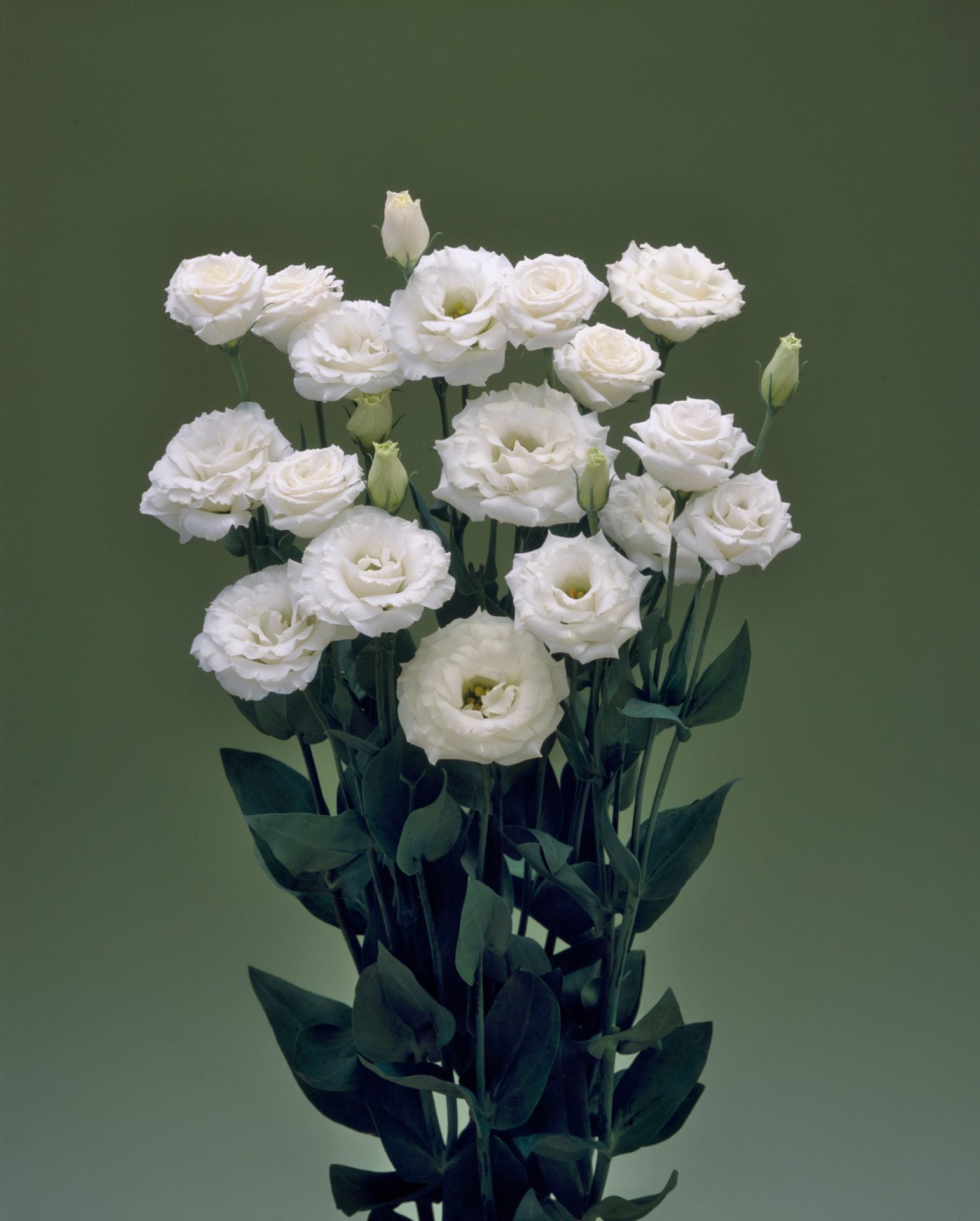 White Eustoma Flower Seeds