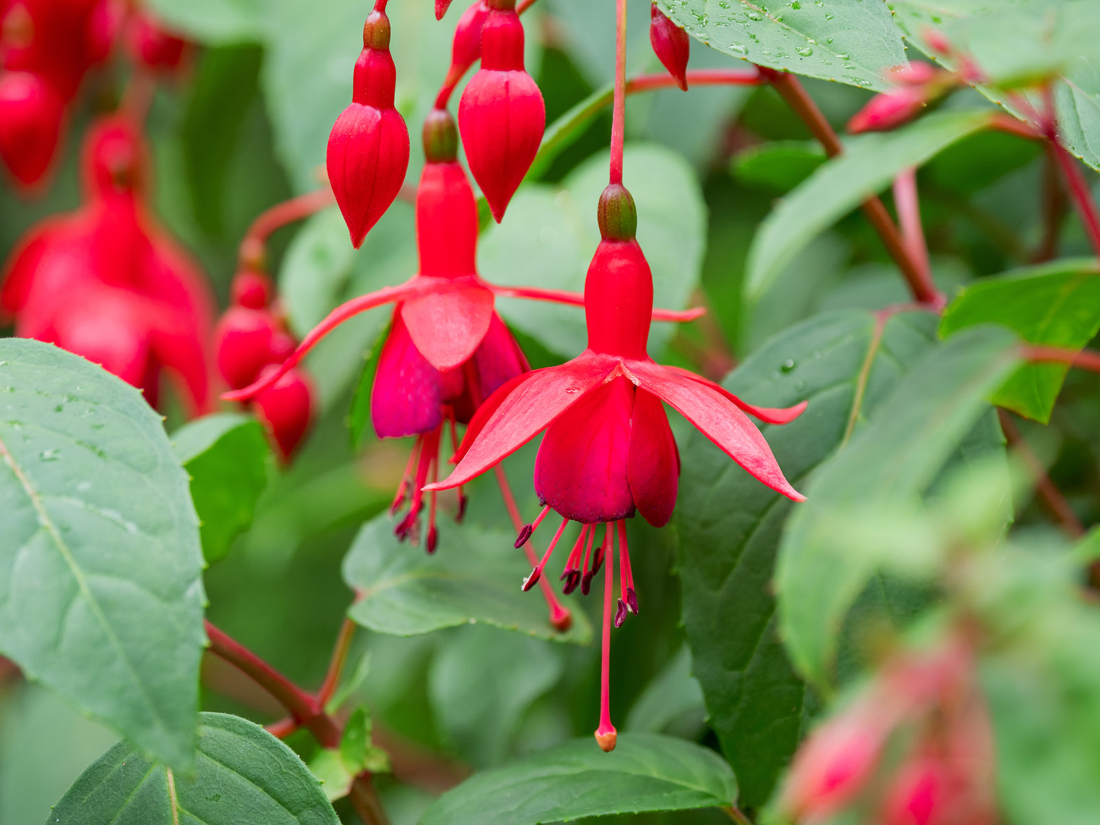 Red Fuchsia Flower Seeds