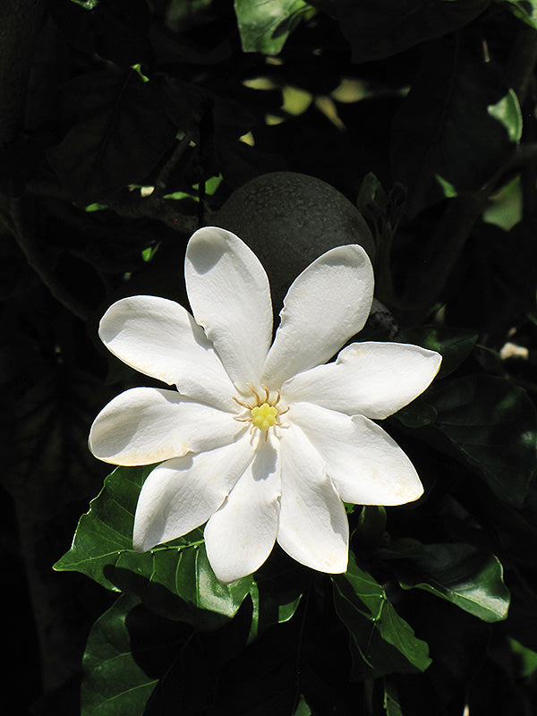 White Gardenia Thunbergia Flower Seeds - Heirloom Non GMO High Germination Garden Seeds