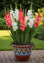 Gladiolus Flower Seeds