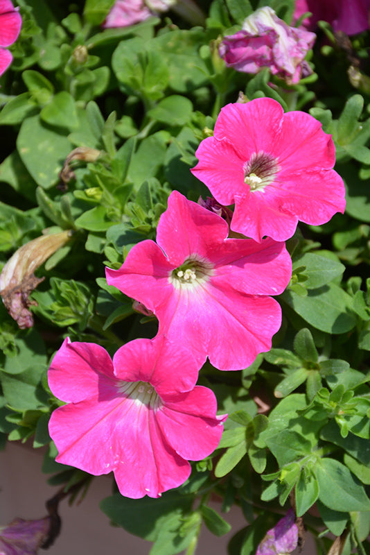 Pink Petunia Flower Seeds