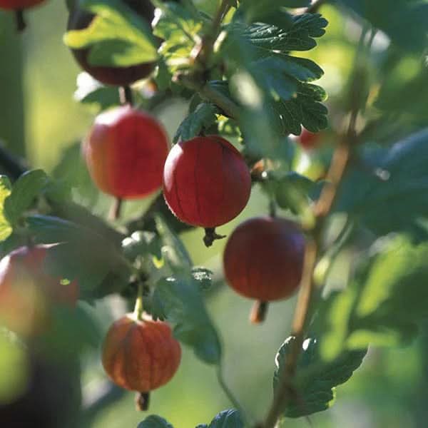 xenia red gooseberry fruit for planting Fruit Seeds