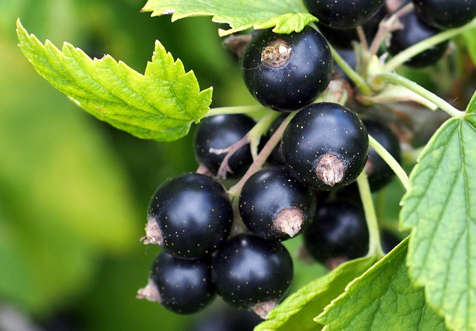 Black Grosella Fruit Seeds