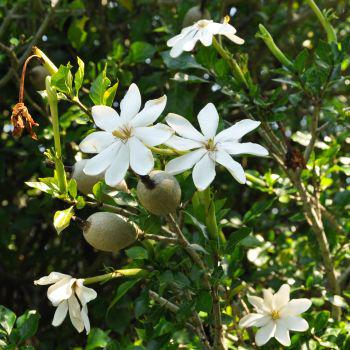 Gardenia Thunbergia Flower Seeds