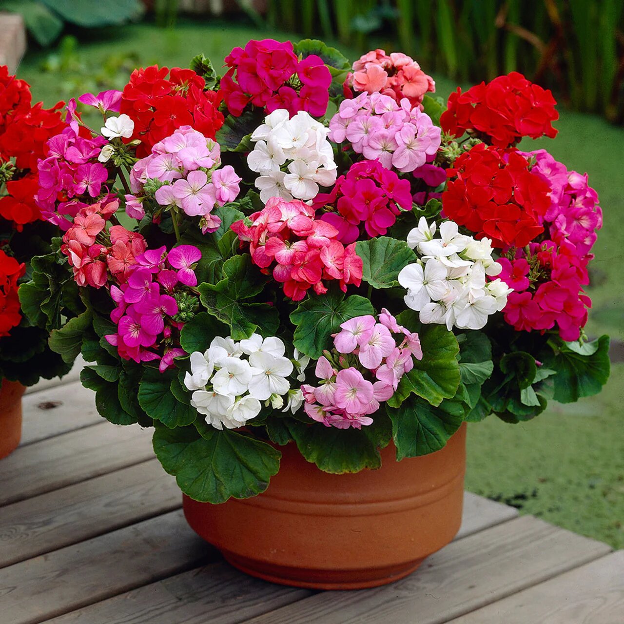 Mixed Geranium Flower Seeds – Rare Blooming Plants for Balcony & Outdoor Gardens