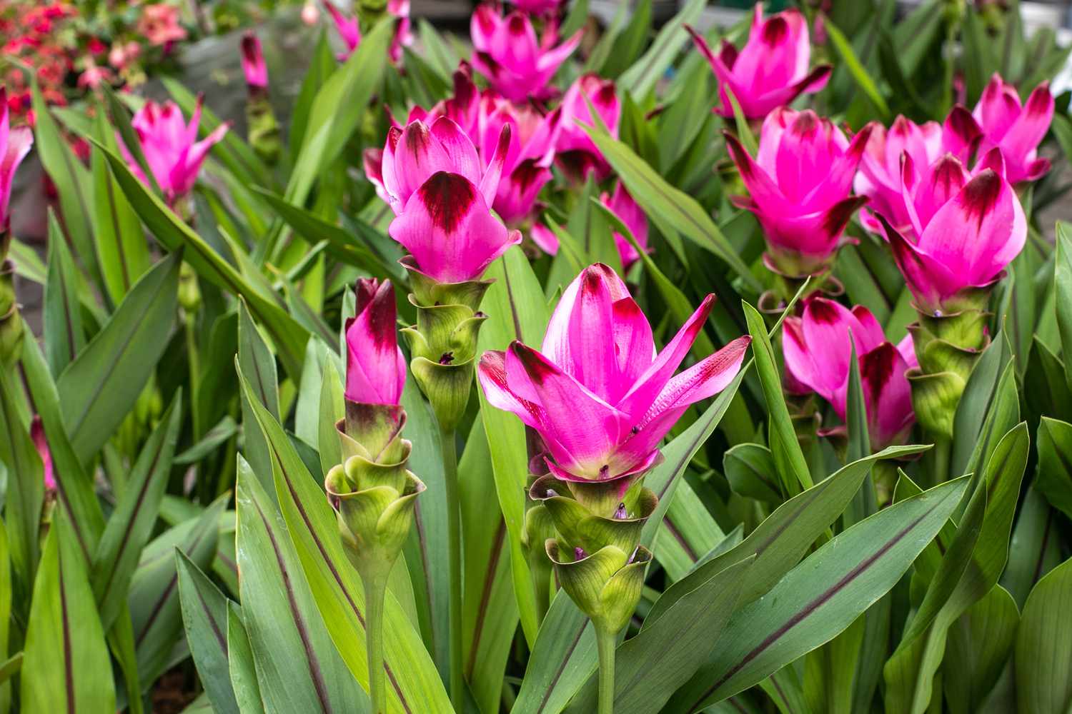Pink Curcuma Flower Seeds - Heirloom Non GMO High Germination Flower Seeds for Home Garden Planting