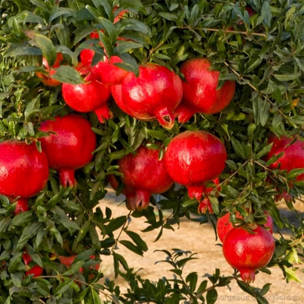 Giant Pomegranate Delicious Fruit And