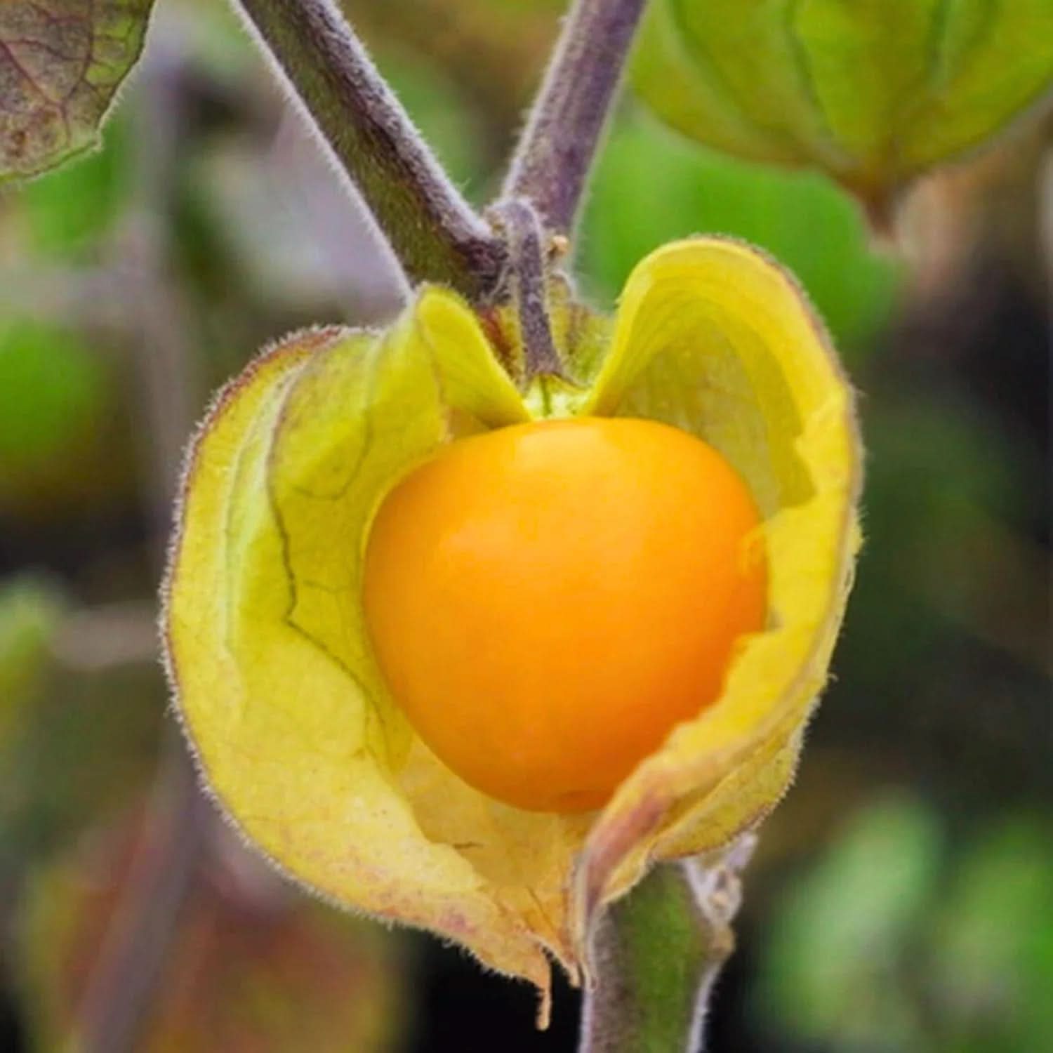 golden berry cape gooseberry physalis peruviana rare fruit plant for growing superfruits in your seeds