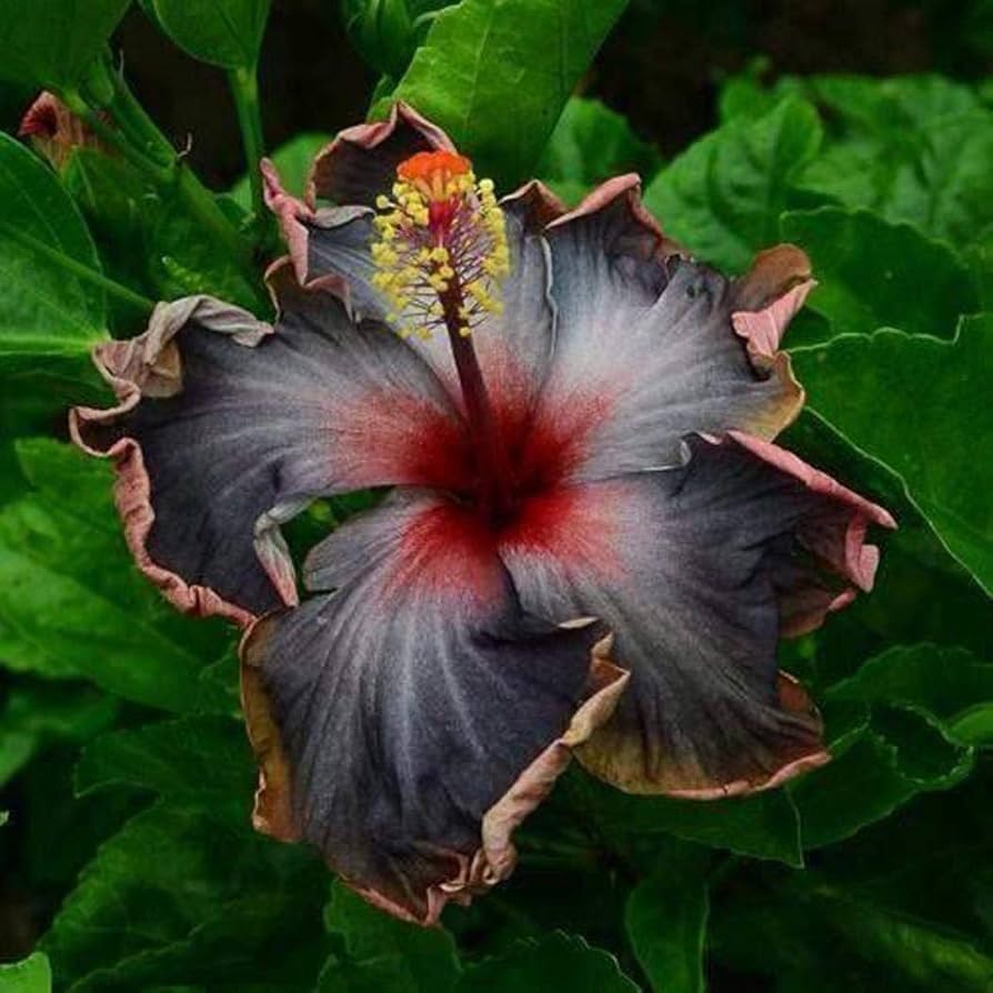 Black Hibiscus Flower Seeds - Heirloom Non GMO High Germination Organic Garden Seeds for