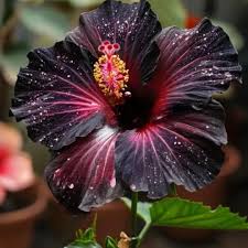 Black Hibiscus Flower Seeds - Heirloom Non GMO High Germination Organic Garden Seeds for