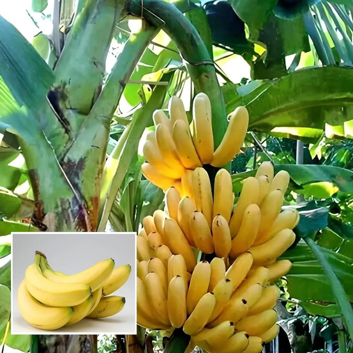Banana Fruit White Variety Sweet Bananas For Landscape Gardening Fruit Seeds