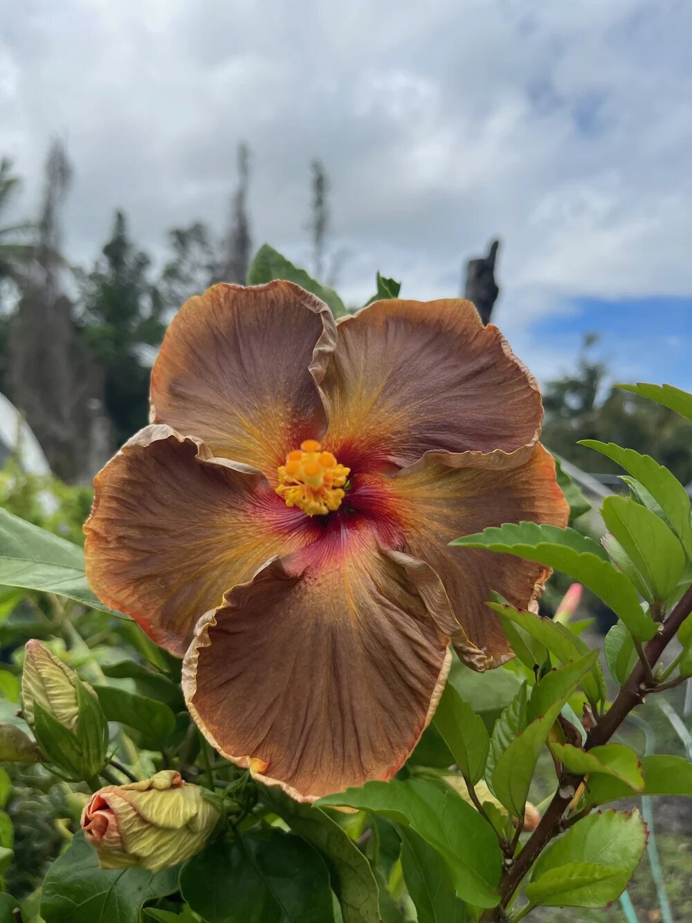 Brown Hibiscus Flower Seeds
