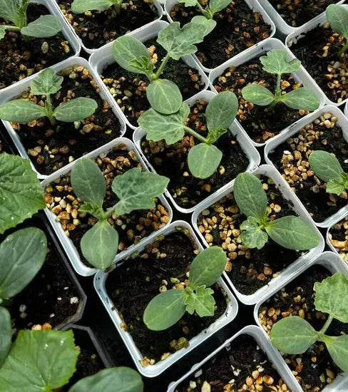 highly resistant hybrid watermelon sowing semillas de sandia high organic Fruit Seeds organic garden seeds